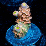 Chevron Tenuis Acropora - riptide aquaculture llc