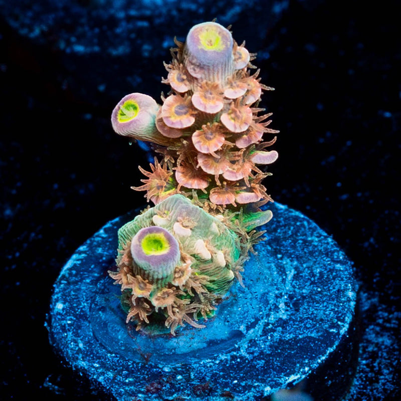 Chevron Tenuis Acropora