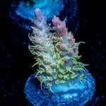 Acid Rain Acropora - riptide aquaculture llc