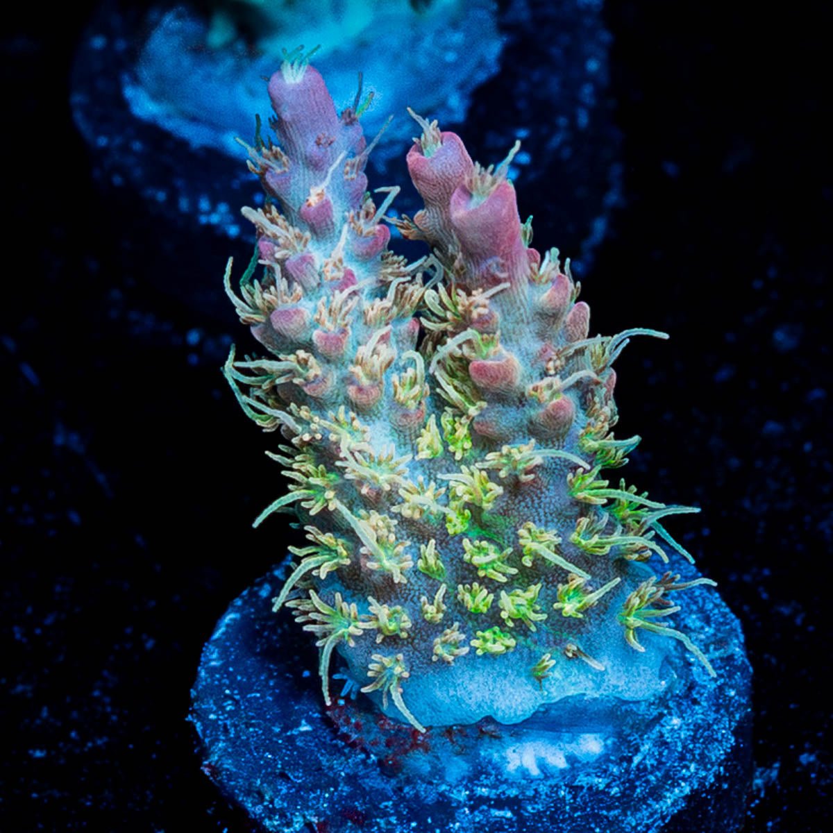Acid Rain Acropora - riptide aquaculture llc