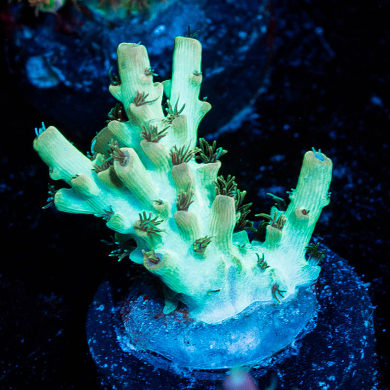 Yoda Acropora