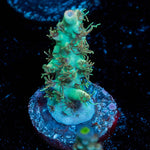 Yoda Acropora - riptide aquaculture llc