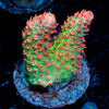 Princess Peach Acropora - riptide aquaculture llc