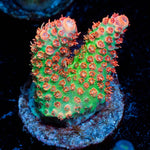 Princess Peach Acropora - riptide aquaculture llc