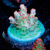 Princess Peach Acropora - riptide aquaculture llc