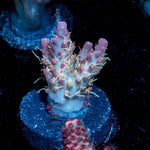 Buzz Lightyear Acropora - riptide aquaculture llc