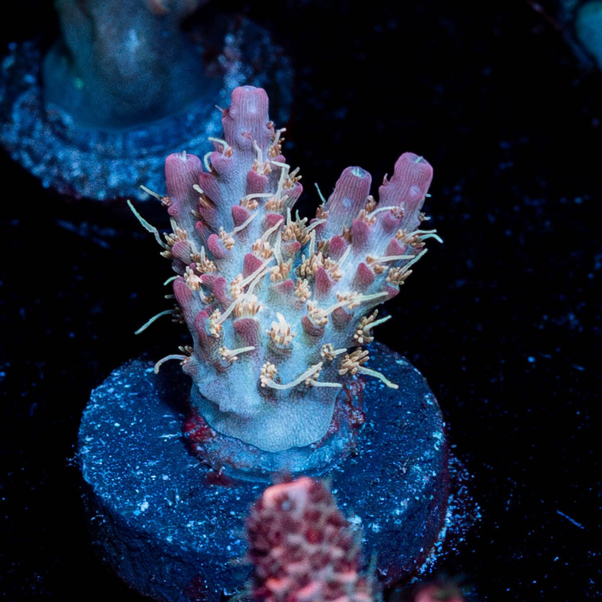 Buzz Lightyear Acropora - riptide aquaculture llc