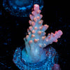 Fruit of the loom Acropora