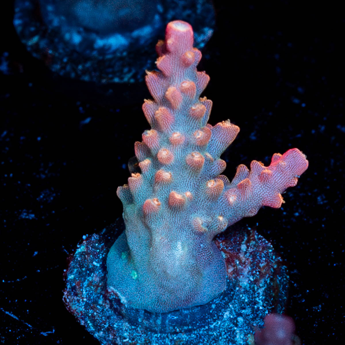Fruit of the loom Acropora