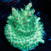 Yoda Acropora - riptide aquaculture llc