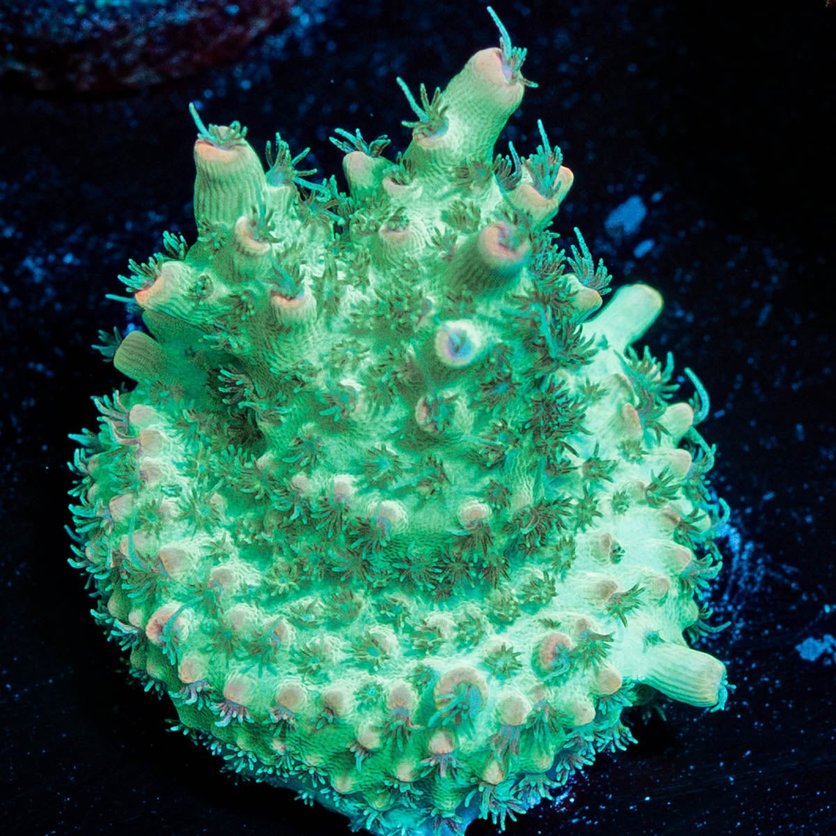 Yoda Acropora - riptide aquaculture llc