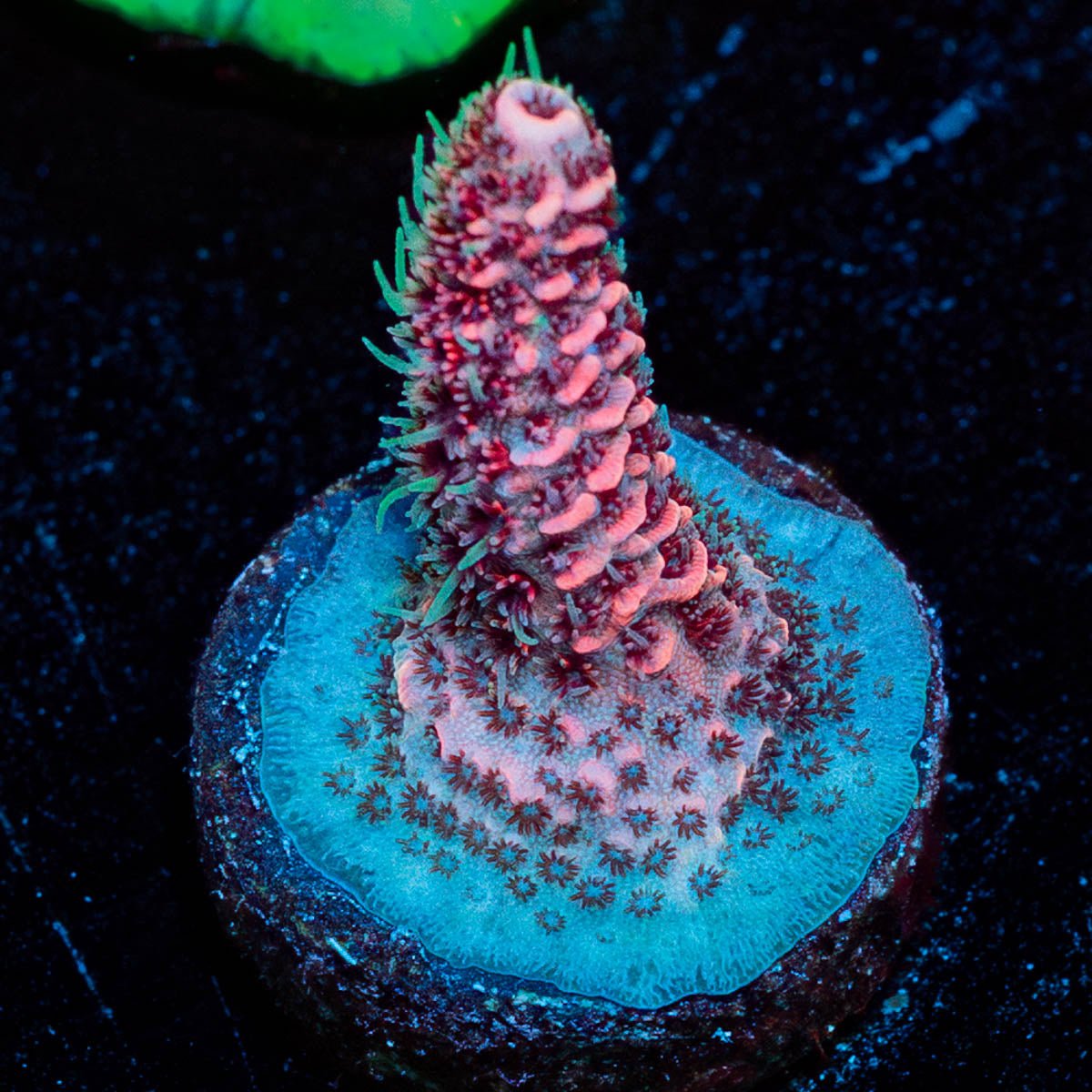 Judge Judy Millepora - riptide aquaculture llc