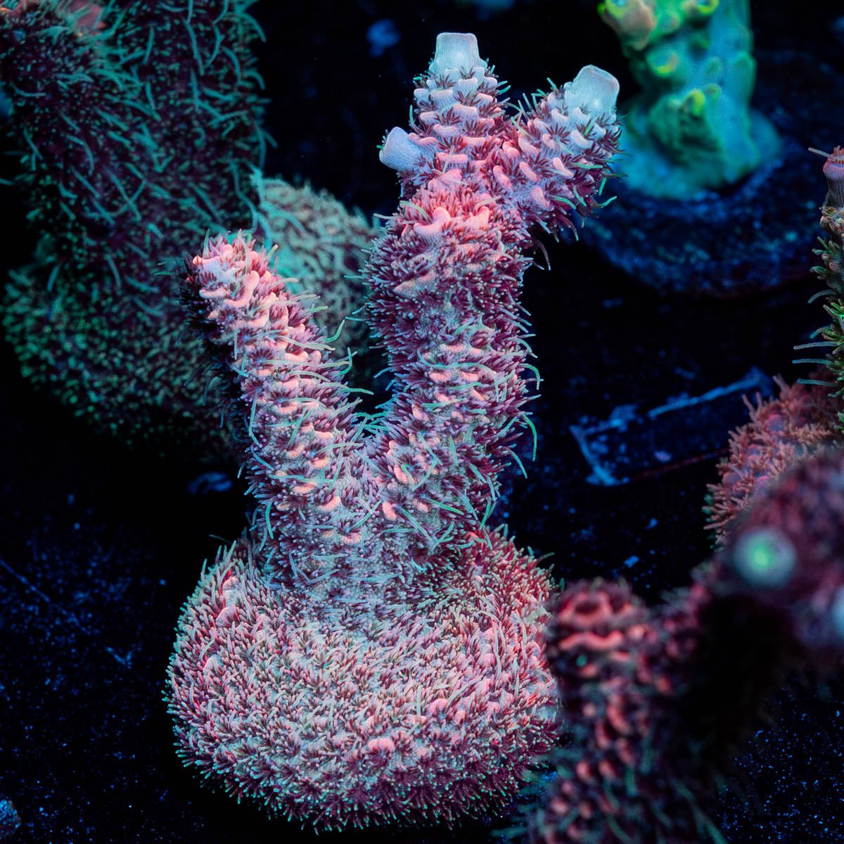 Judge Judy Millepora - riptide aquaculture llc