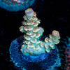 Chevron Tenuis Acropora - riptide aquaculture llc