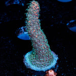 Judge Judy Millepora - riptide aquaculture llc