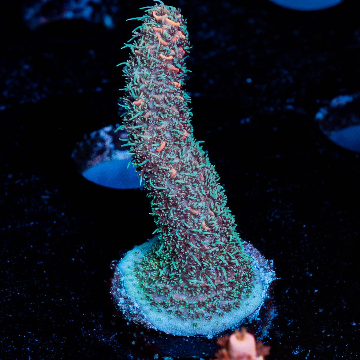 Judge Judy Millepora - riptide aquaculture llc