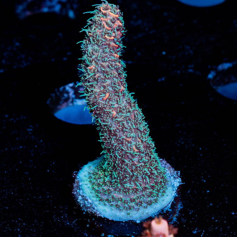 Judge Judy Millepora