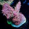 Purple Haze Acropora - riptide aquaculture llc