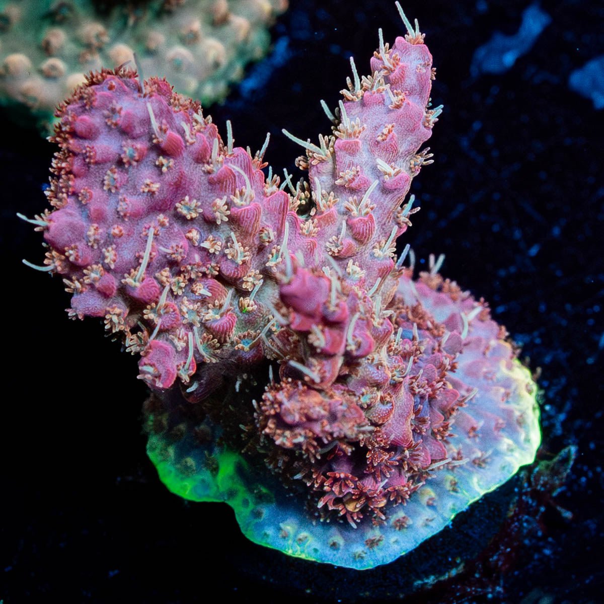 Purple Haze Acropora - riptide aquaculture llc