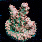 Temporal Distortion Acropora - riptide aquaculture llc