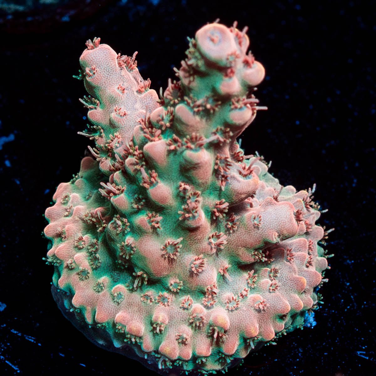 Temporal Distortion Acropora - riptide aquaculture llc