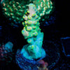 Bali Shortcake Acropora - riptide aquaculture llc