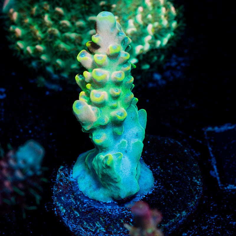 Bali Shortcake Acropora