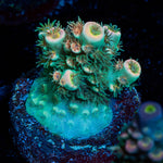 Flamingo Acropora