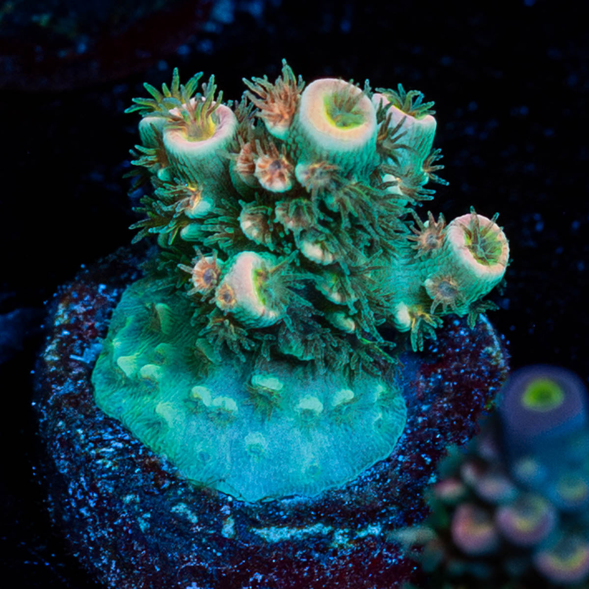 Flamingo Acropora