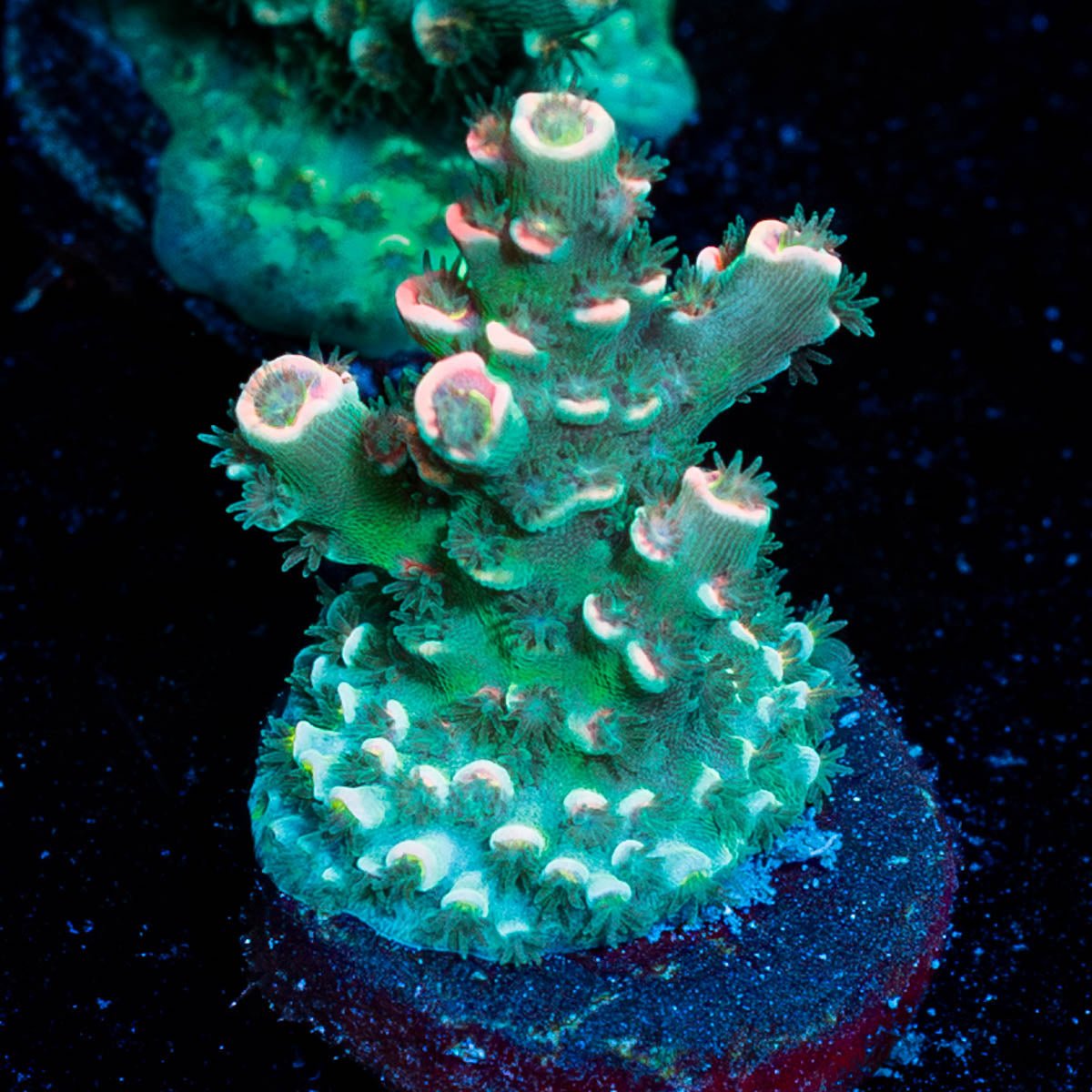 Flamingo Acropora - riptide aquaculture llc