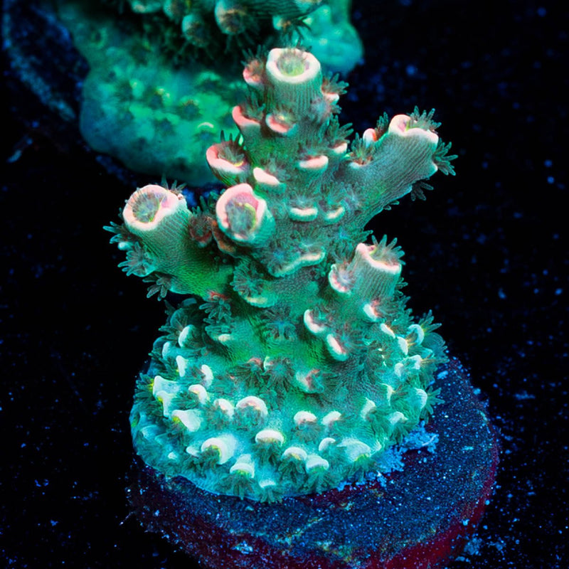 Flamingo Acropora
