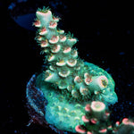 Flamingo Acropora - riptide aquaculture llc