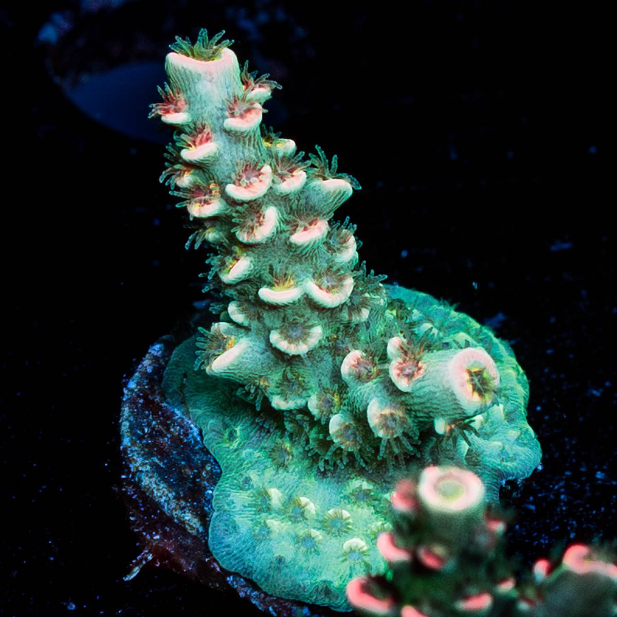 Flamingo Acropora - riptide aquaculture llc