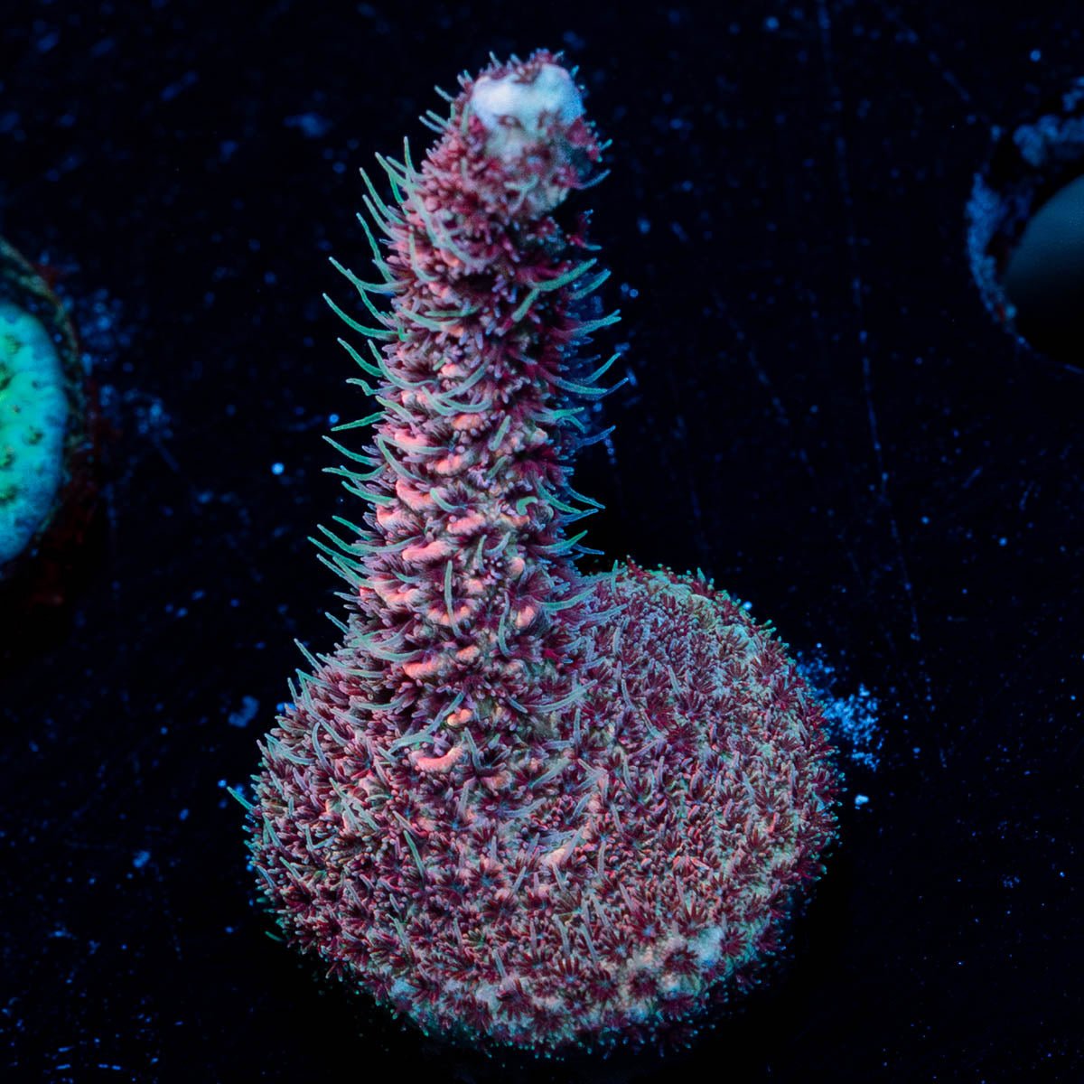 Judge Judy Millepora - riptide aquaculture llc