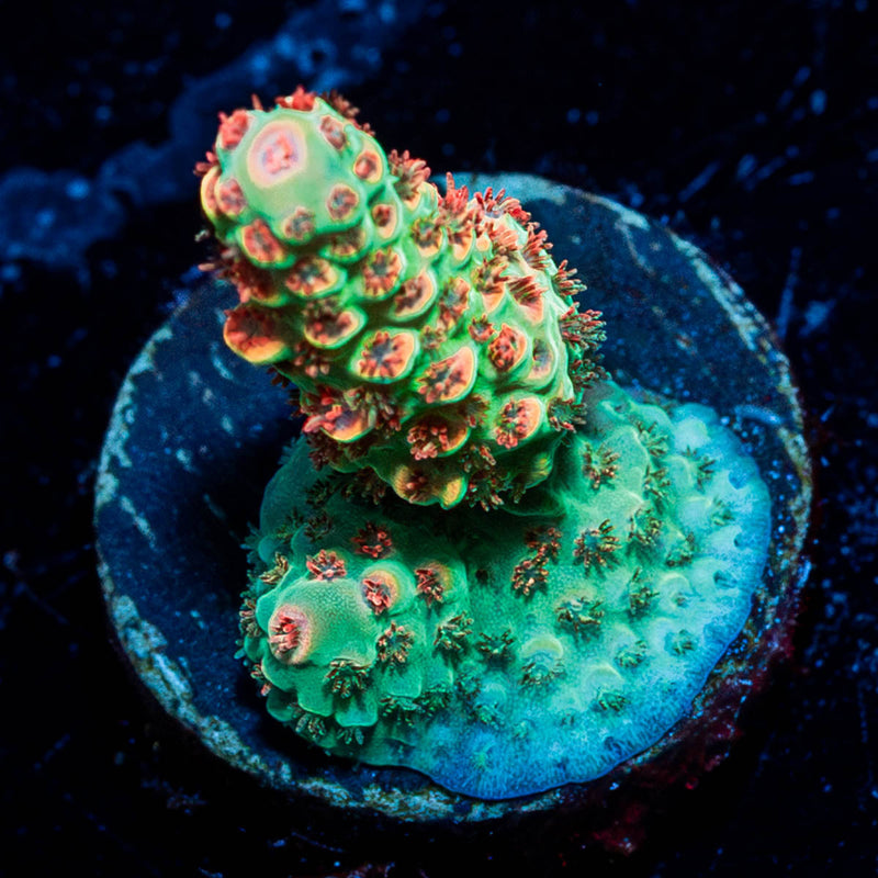 Princess Peach Acropora