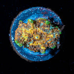 Mystery Machine Mushroom - riptide aquaculture llc