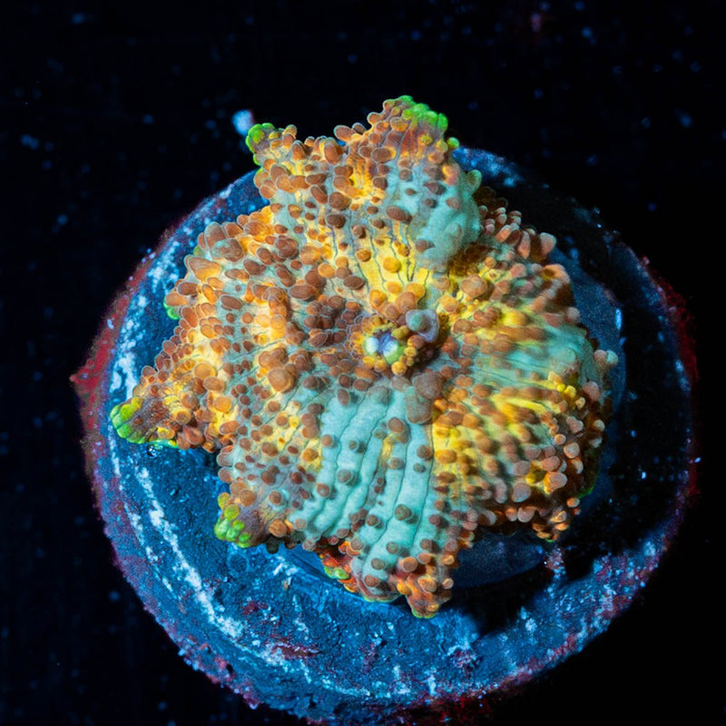 Mystery Machine Mushroom