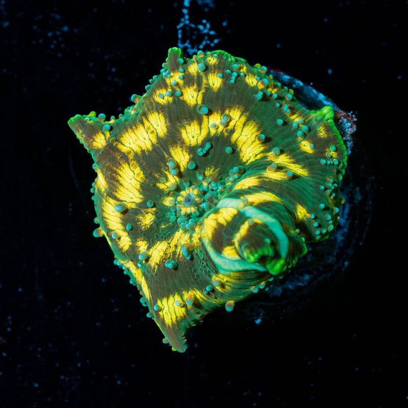 Strange Thing Mushroom