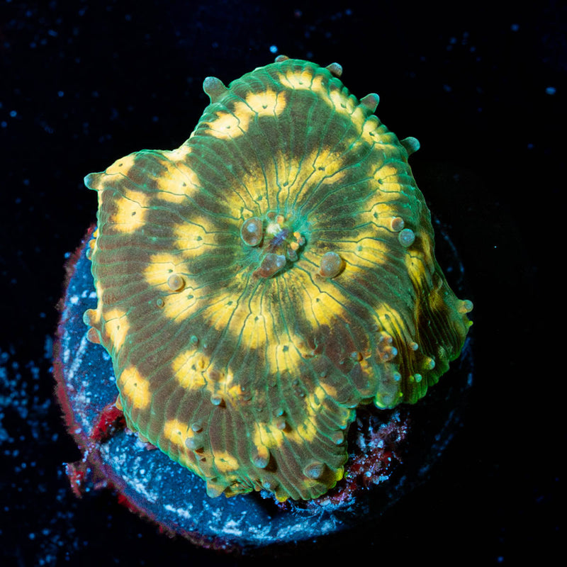 Strange Thing Mushroom