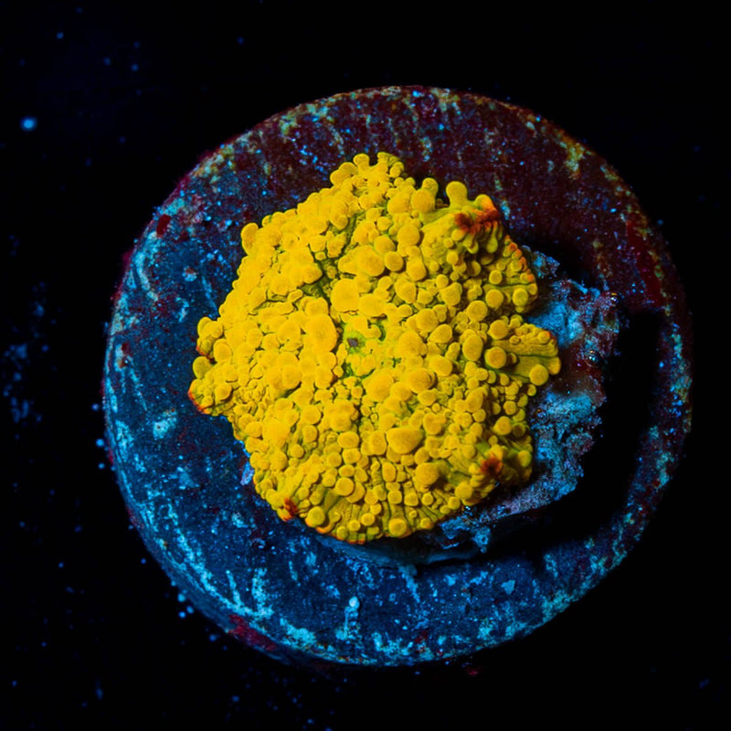 RTA Golden Nugget Mushroom