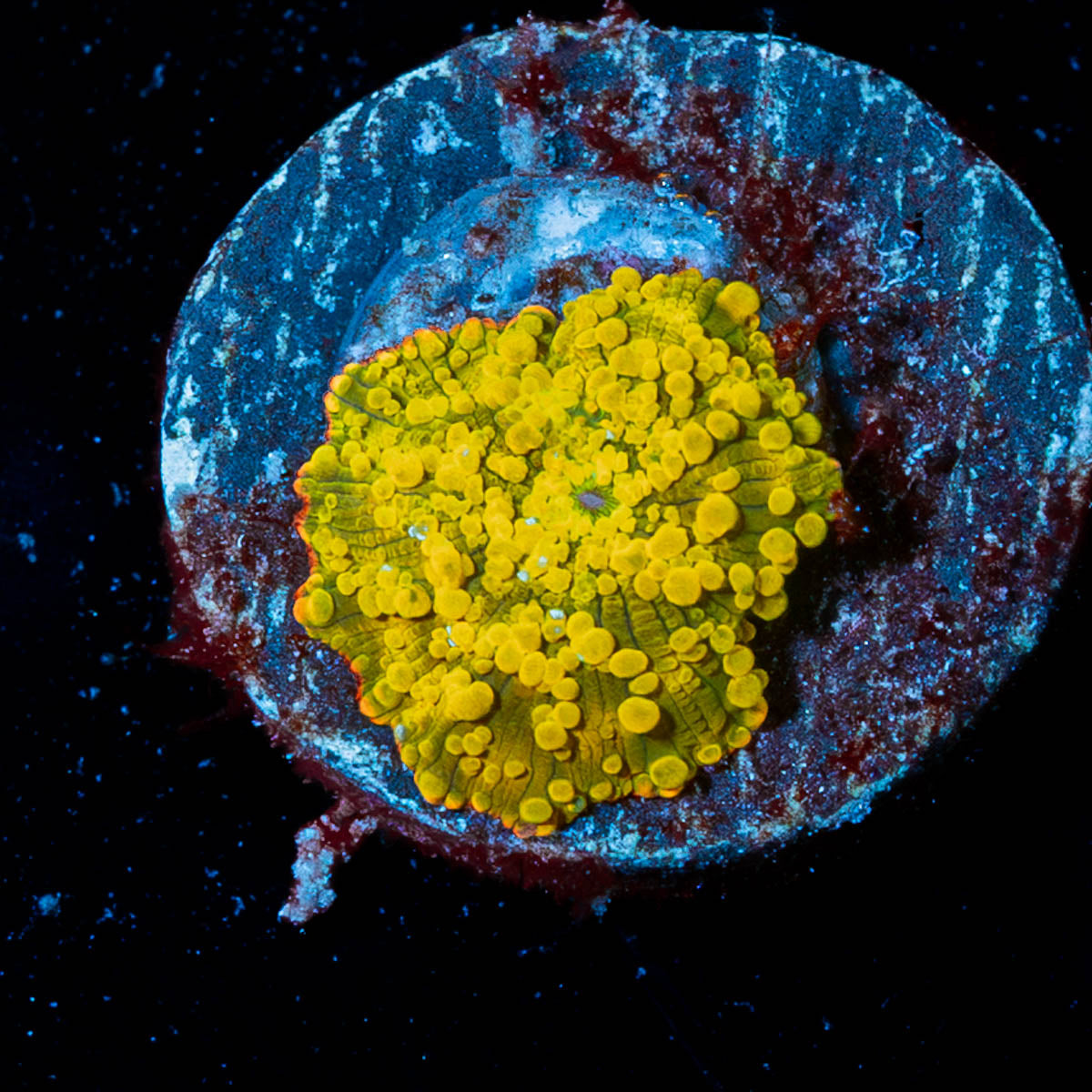 RTA Golden Nugget Mushroom