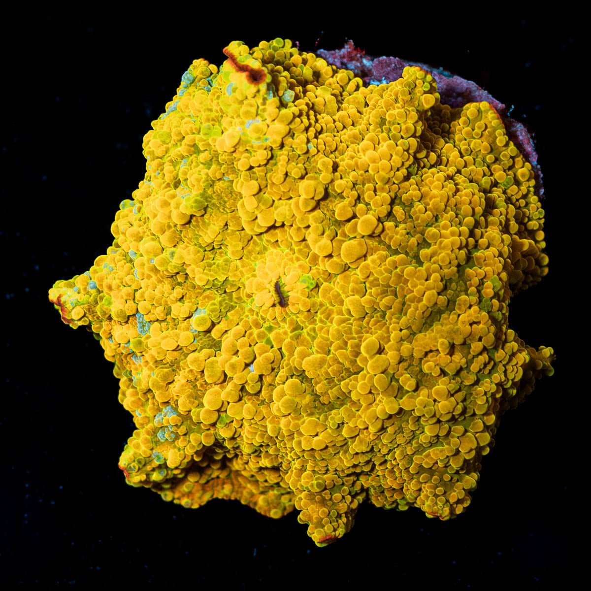 RTA Golden Nugget Mushroom - riptide aquaculture llc