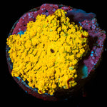 RTA Golden Nugget Mushroom - riptide aquaculture llc