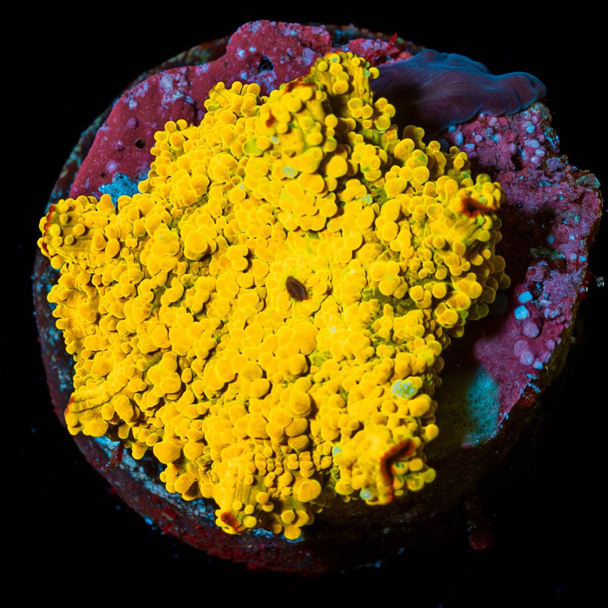 RTA Golden Nugget Mushroom - riptide aquaculture llc