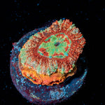 Red Panda Asian Acan