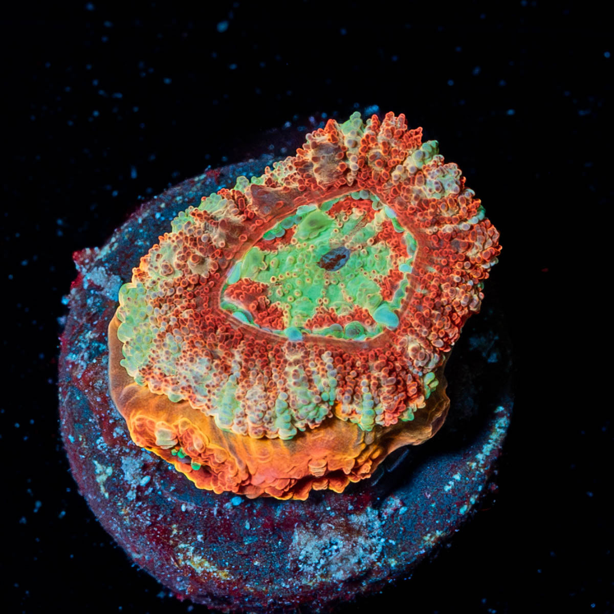 Red Panda Asian Acan