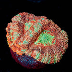 Red Panda Asian Acan - riptide aquaculture llc