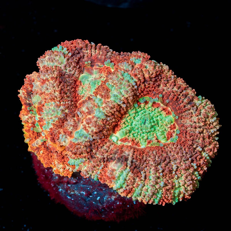 Red Panda Asian Acan
