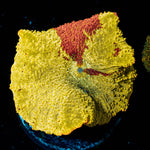 Jawbreaker Eclectus Mushroom - riptide aquaculture llc