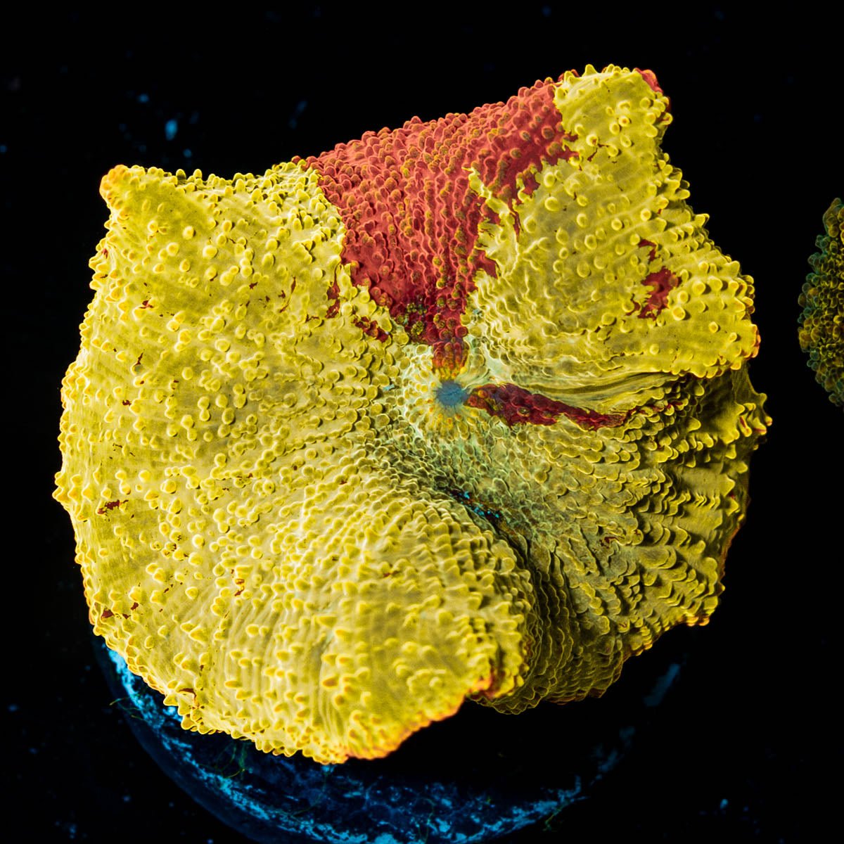 Jawbreaker Eclectus Mushroom - riptide aquaculture llc